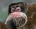 _MG_2441 emperor tamarin.jpg