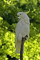 _MG_2455 sulphur-crested cockatoo.jpg