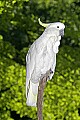 _MG_2458 sulphur-crested cockatoo.jpg