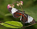 _MG_2475 butterfly.jpg
