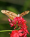 _MG_2483 butterfly.jpg