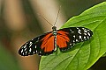 _MG_2505 butterfly.jpg