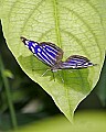 _MG_2507 butterfly.jpg