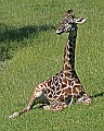 _MG_2516 young giraffe.jpg