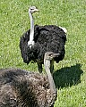 _MG_2550 ostrich pair.jpg