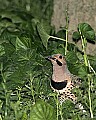 _MG_2570 northern flicker.jpg