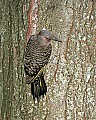 _MG_2571 northern flicker.jpg