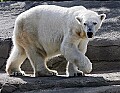 _MG_2659 polar bear.jpg