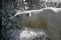 _MG_2738 polar bear and waterfall.jpg