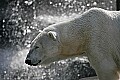 _MG_2750 polar bear.jpg