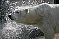 _MG_2756 polar bear.jpg