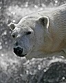 _MG_2762 polar bear.jpg