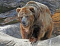 _MG_2806 grizzly bear.jpg