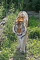 _MG_2816 siberian tiger.jpg