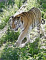 _MG_2827 siberian tiger.jpg