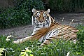 _MG_2829 siberian tiger.jpg