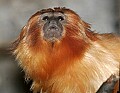 _MG_2859 golden tamarin.jpg