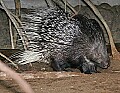 _MG_2876 porcupine.jpg