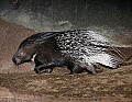 _MG_2885 porcupine.jpg