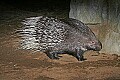 _MG_2902 porcupine.jpg