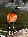 _MG_2965 jacana.jpg