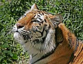 _MG_3053 siberian tiger.jpg