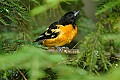 DSC1026 baltimore oriole.jpg