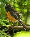 DSC1066 female eastern towhee 8x10.jpg