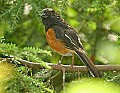 DSC1066 female eastern towhee.jpg