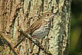 DSC1081 wood thrush.jpg