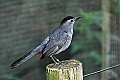 DSC1090 gray catbird.jpg