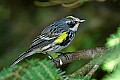 DSC1097 yellow-rumped warbler.jpg