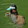 DSC1152 ruddy duck.jpg