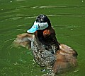 DSC1153 ruddy duck.jpg