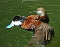 DSC1162 ruddy duck.jpg