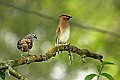 DSC1195 white crowned sparrow (left) and cedar waxwing.jpg