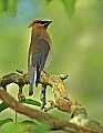 DSC1215 cedar wax wing.jpg