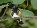 DSC1231 american redstart.jpg