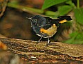 DSC1236 redstart.jpg