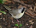 DSC1239 immature common yellowthroat warbler.jpg