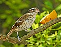 DSC1240 female rose-breasted grosbeak.jpg