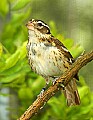 DSC1253 female rose-breasted grosbeak.jpg