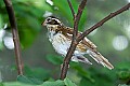 DSC1254 female rose-breasted grosbeak.jpg