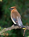 DSC1261 cedar waxwing 8x10.jpg