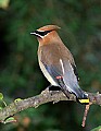 DSC1261 cedar waxwing.jpg