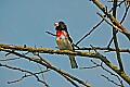 DSC1295 male rose-breasted grosbeak.jpg