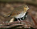 DSC1326 oven bird.jpg