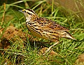 DSC1333 meadowlark.jpg