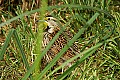 DSC1339 meadowlark.jpg