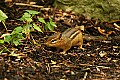 DSC1351 chipmunk.jpg